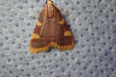 <i>Hypsopygia costalis</i>