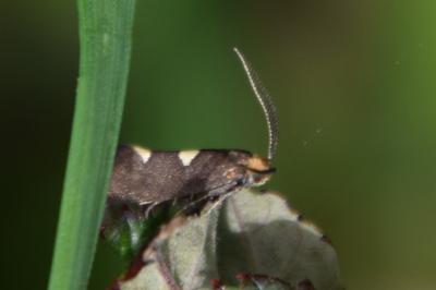 <i>Incurvaria masculella</i>