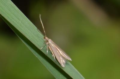 <i>Coleophora lutarea</i>