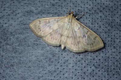 <i>Patania ruralis</i>