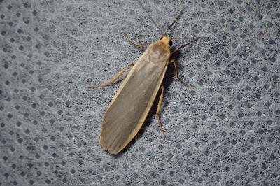 <i>Katha depressa</i>