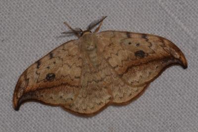 <i>Drepana falcataria</i>