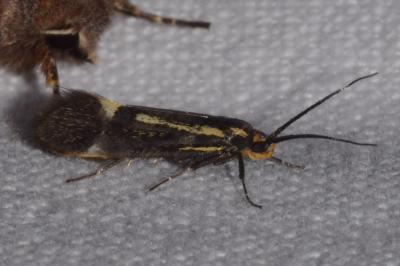 <i>Esperia sulphurella</i>