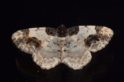 <i>Ligdia adustata</i>