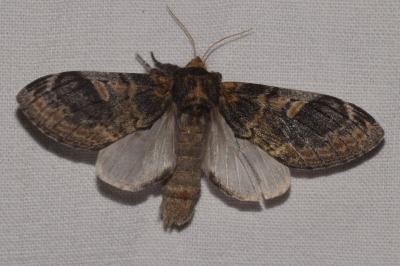 <i>Notodonta tritophus</i>
