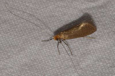 <i>Nematopogon adansoniella</i>
