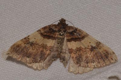 <i>Earophila badiata</i>