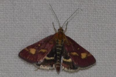 <i>Pyrausta purpuralis</i>