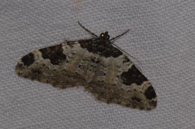 <i>Xanthorhoe fluctuata</i>