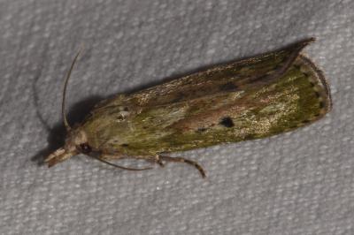 <i>Aphomia sociella</i>
