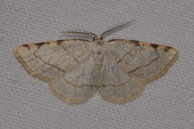 <i>Stegania trimaculata</i>