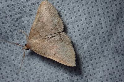 <i>Zanclognatha lunalis</i>