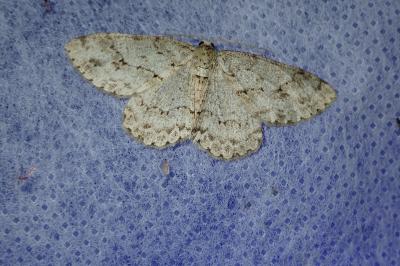 <i>Ectropis crepuscularia</i>