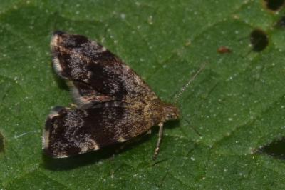 <i>Anthophila fabriciana</i>
