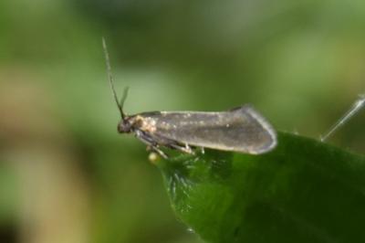 <i>Glyphipterix fuscoviridella</i>
