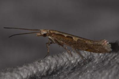 <i>Plutella xylostella</i>