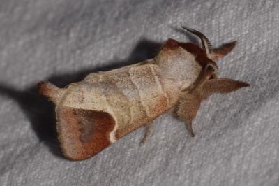 <i>Clostera curtula</i>