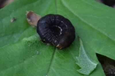 <i>Eupsilia transversa</i>
