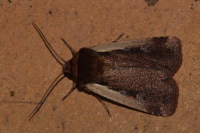 <i>Ochropleura plecta</i>