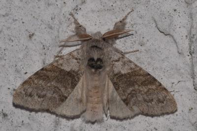 <i>Calliteara pudibunda</i>