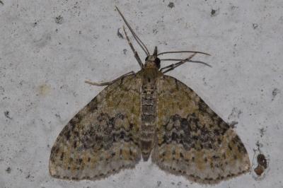 <i>Acasis viretata</i>