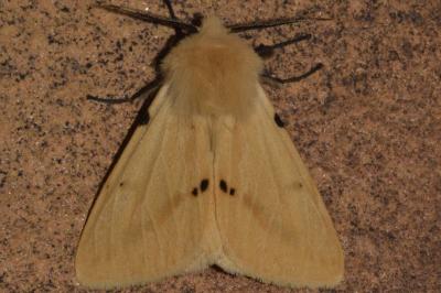 <i>Spilarctia lutea</i>
