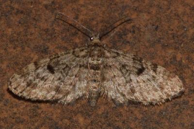 <i>Eupithecia tantillaria</i>