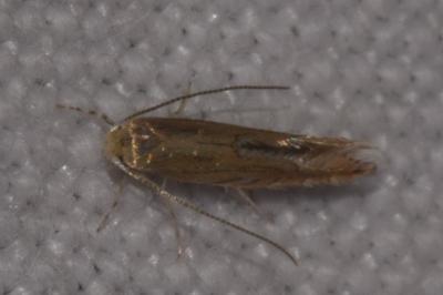 <i>Phyllonorycter quercifoliella</i>