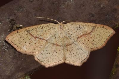 <i>Cyclophora punctaria</i>