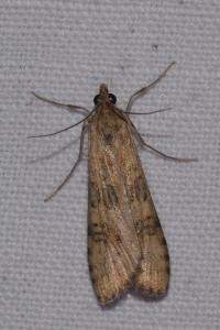 <i>Nomophila noctuella</i>