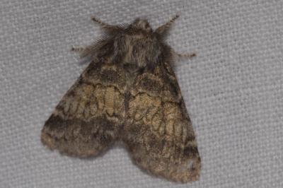 <i>Gluphisia crenata</i>