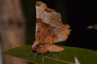 <i>Selenia lunularia</i>