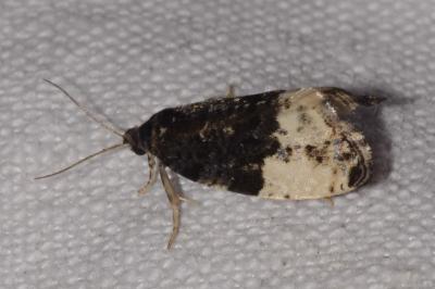 <i>Hedya pruniana</i>