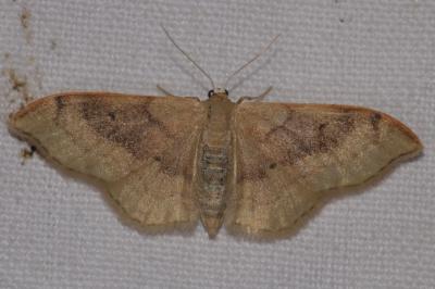 <i>Idaea degeneraria</i>