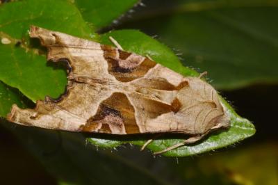 <i>Phlogophora meticulosa</i>