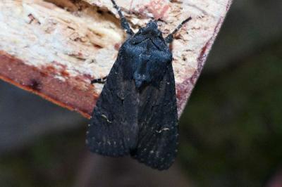 <i>Aporophyla nigra</i>