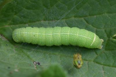 <i>Orthosia cerasi</i>