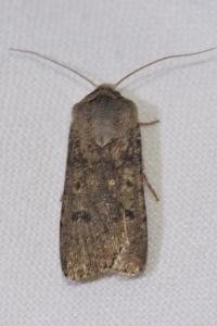 <i>Agrotis segetum</i>