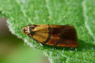 <i>Ptycholoma lecheana</i>