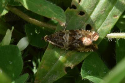 <i>Celypha cespitana</i>