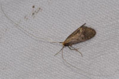 <i>Nematopogon metaxella</i>
