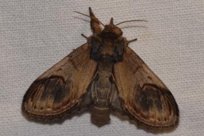<i>Notodonta ziczac</i>
