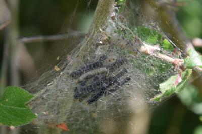 Yponomeuta padella