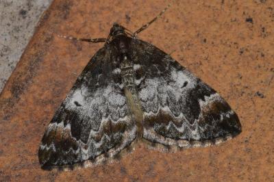 <i>Dysstroma truncata</i>