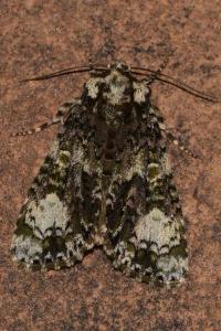 <i>Craniophora ligustri</i>