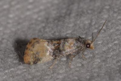 <i>Cochylis nana</i>