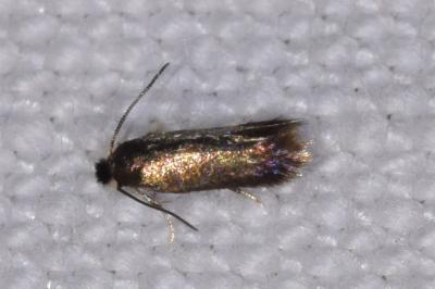 <i>Stigmella</i>