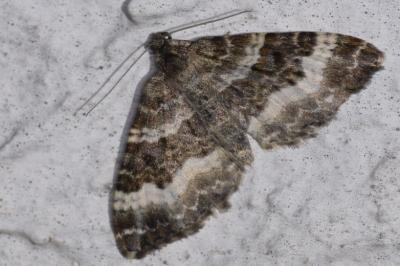 <i>Epirrhoe alternata</i>
