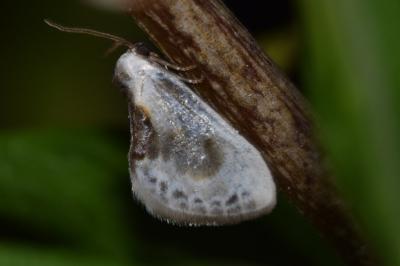 <i>Cilix glaucata</i>
