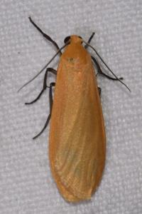 <i>Wittia sororcula</i>